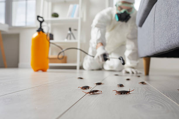 Post-Treatment Bed Bug Interceptor Monitoring in China Lake Acres